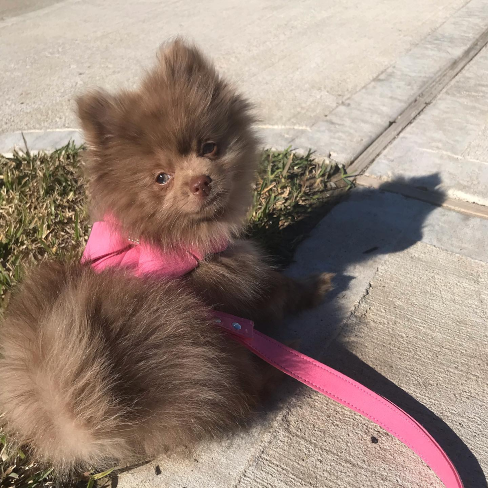 Funny Pomeranian Purebred Pup