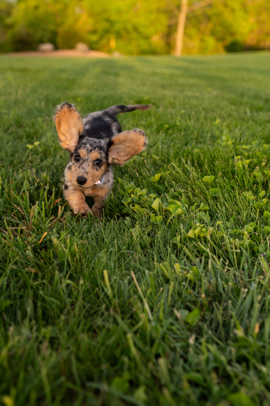 Dachshund