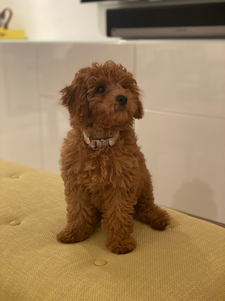 Energetic Golden Retriever Poodle Mix Pup