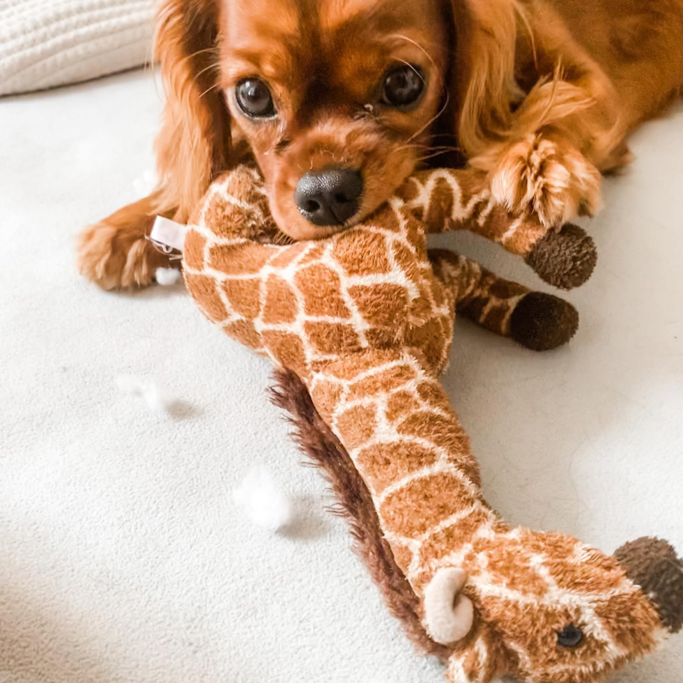 Happy Cavalier King Charles Spaniel Pup in Fort Lee NJ