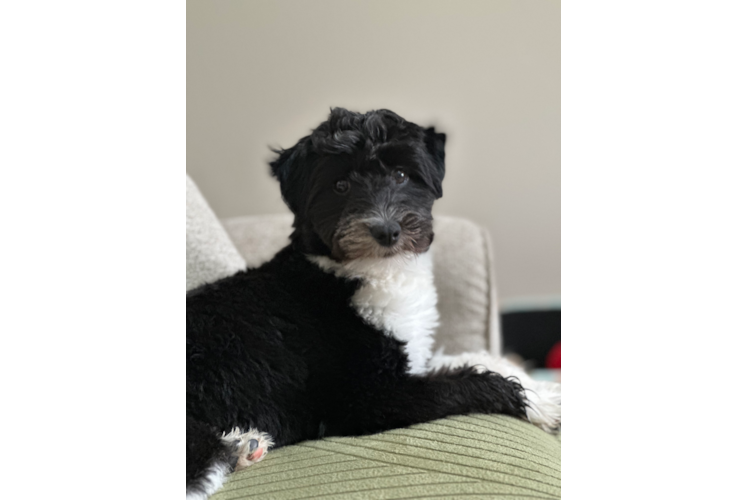 Hypoallergenic Aussiepoo Poodle Mix Puppy