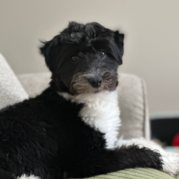 Mini Aussiedoodle Pup