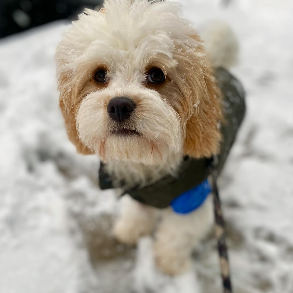 Friendly Cavachon Pup in Boston MA