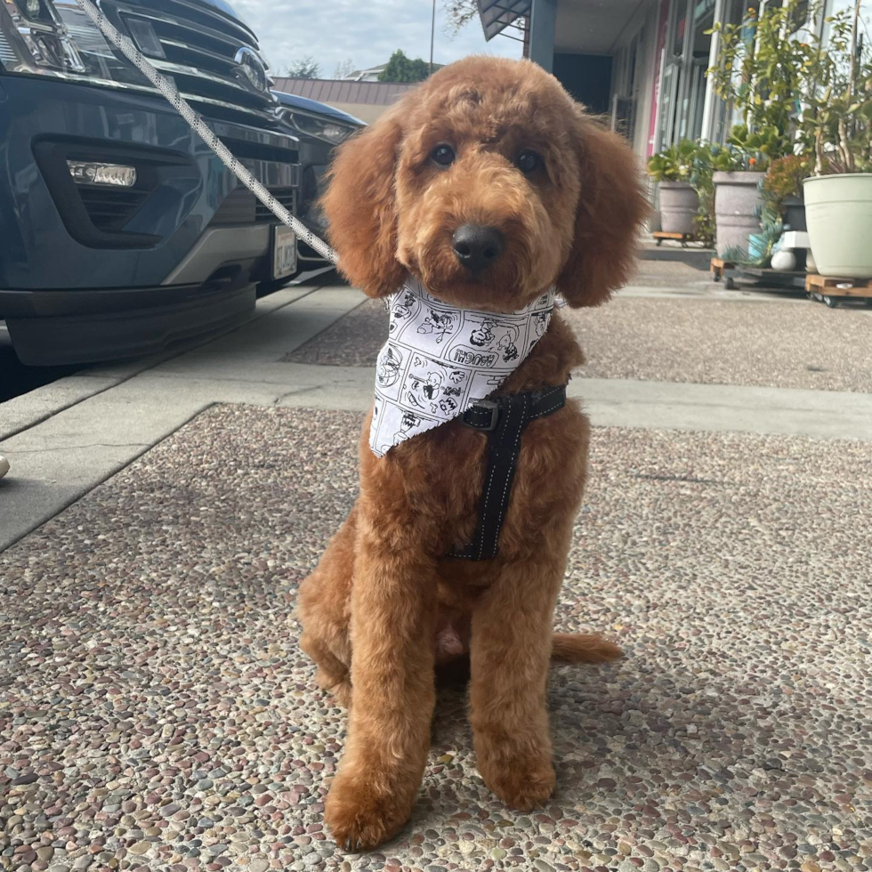 Cute Mini Goldendoodle Pup in Santa Clara CA