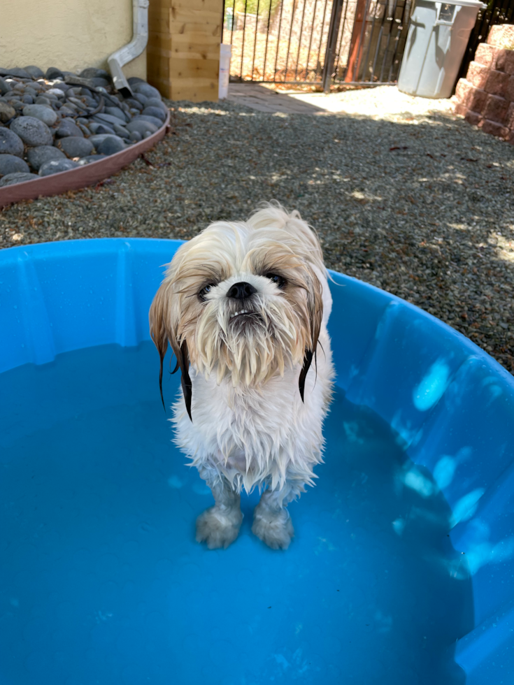 Popular Shih Tzu Pup