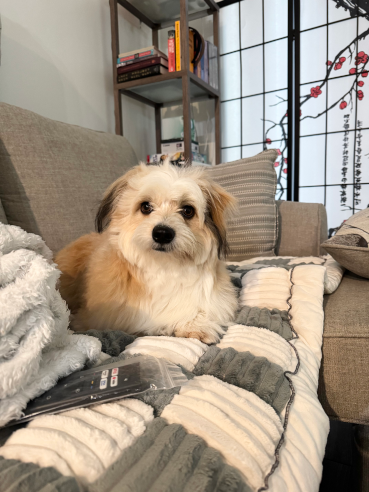 Sweet Aussiechon Pup