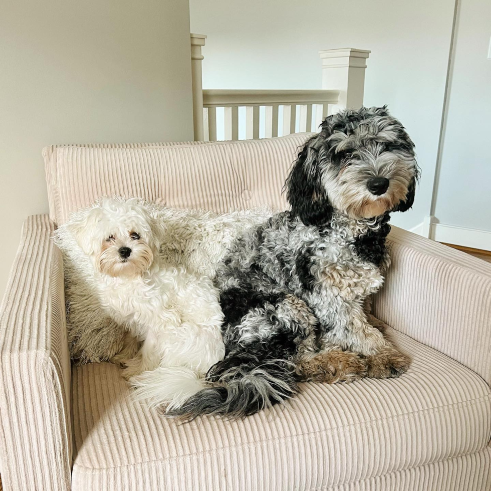 Petite Mini Sheepadoodle Poodle Mix Pup