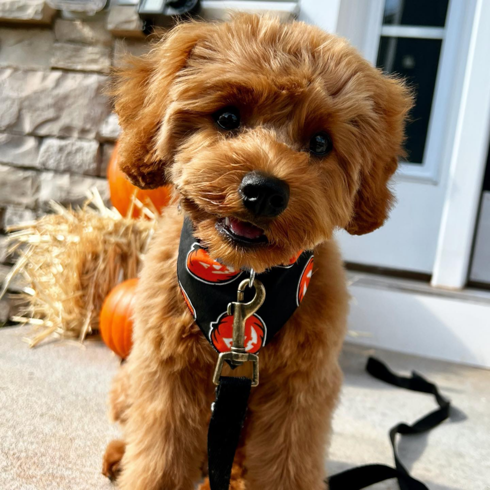 Frederick Cavapoo Pup