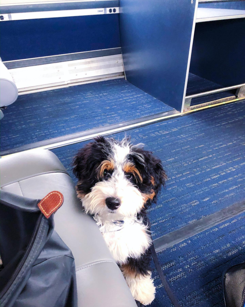 Adorable Bernadoodle Poodle Mix Pup