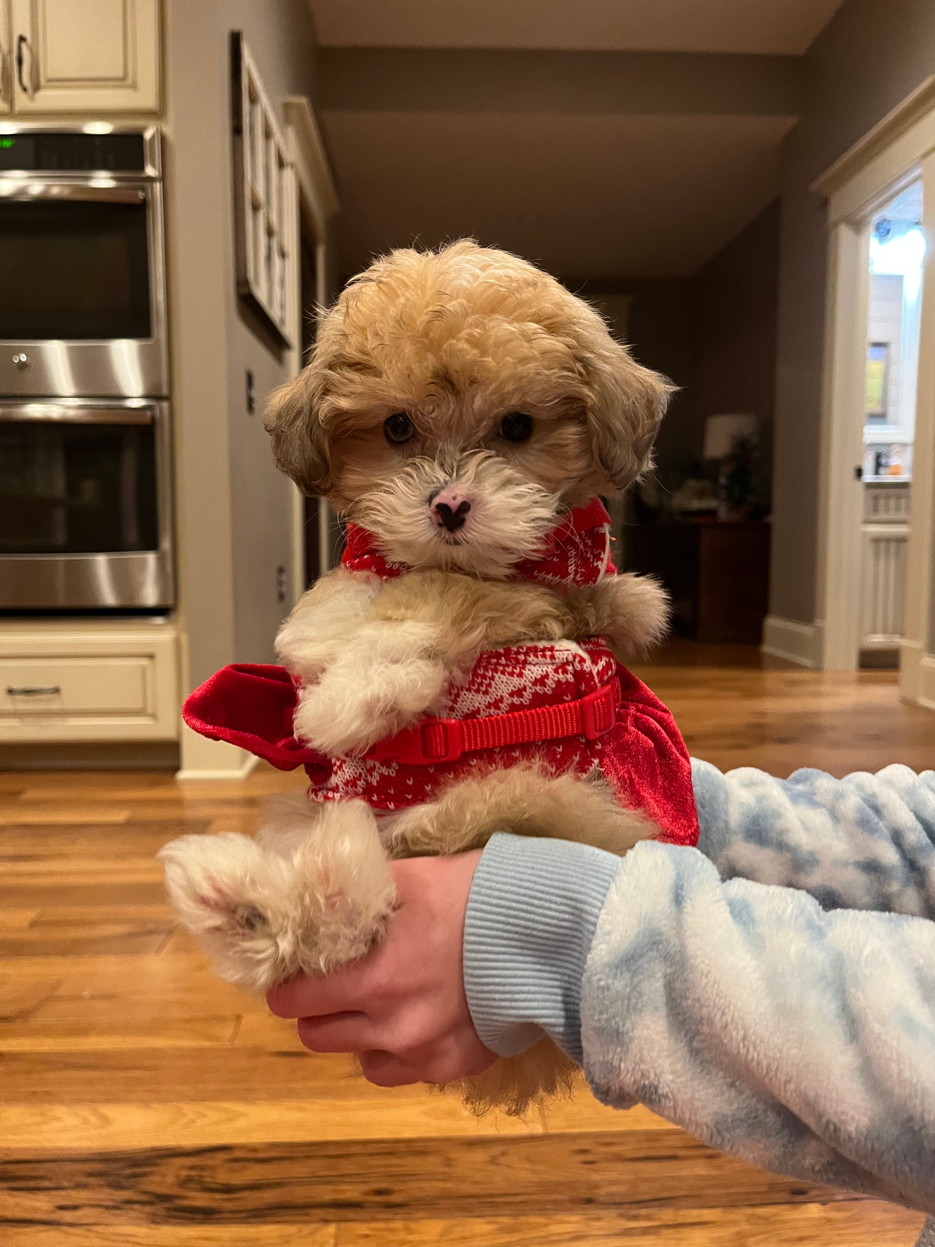 Best Mini Aussiedoodle Baby