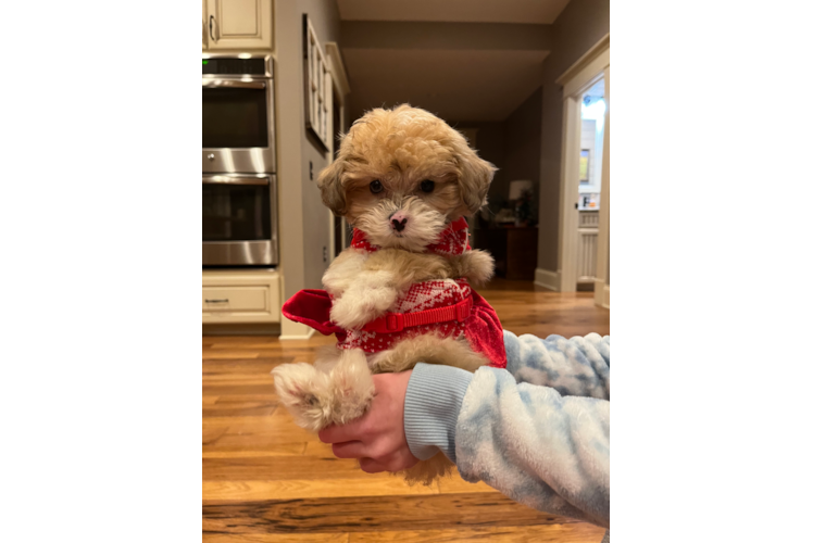 Best Mini Aussiedoodle Baby