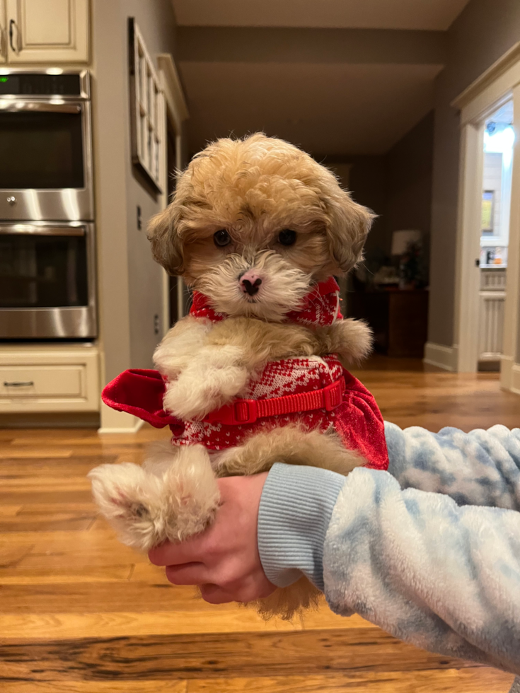 Fluffy Mini Aussiedoodle Poodle Mix Pup