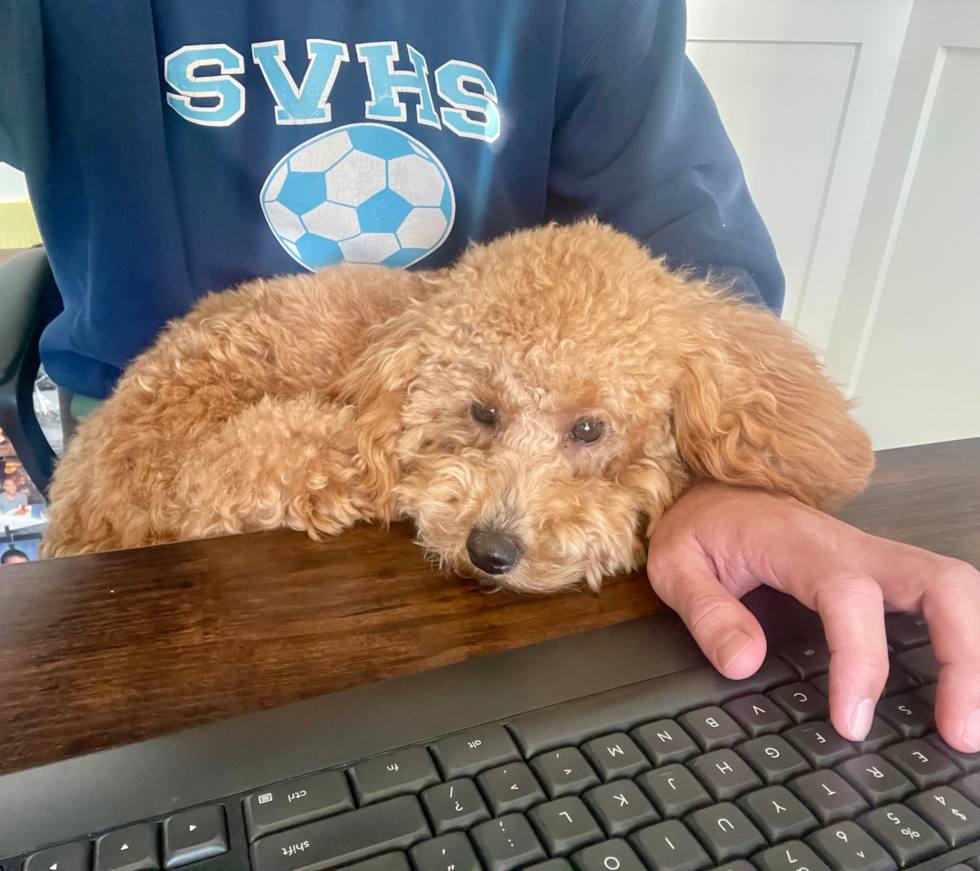 Fluffy Mini Goldendoodle Poodle Mix Pup