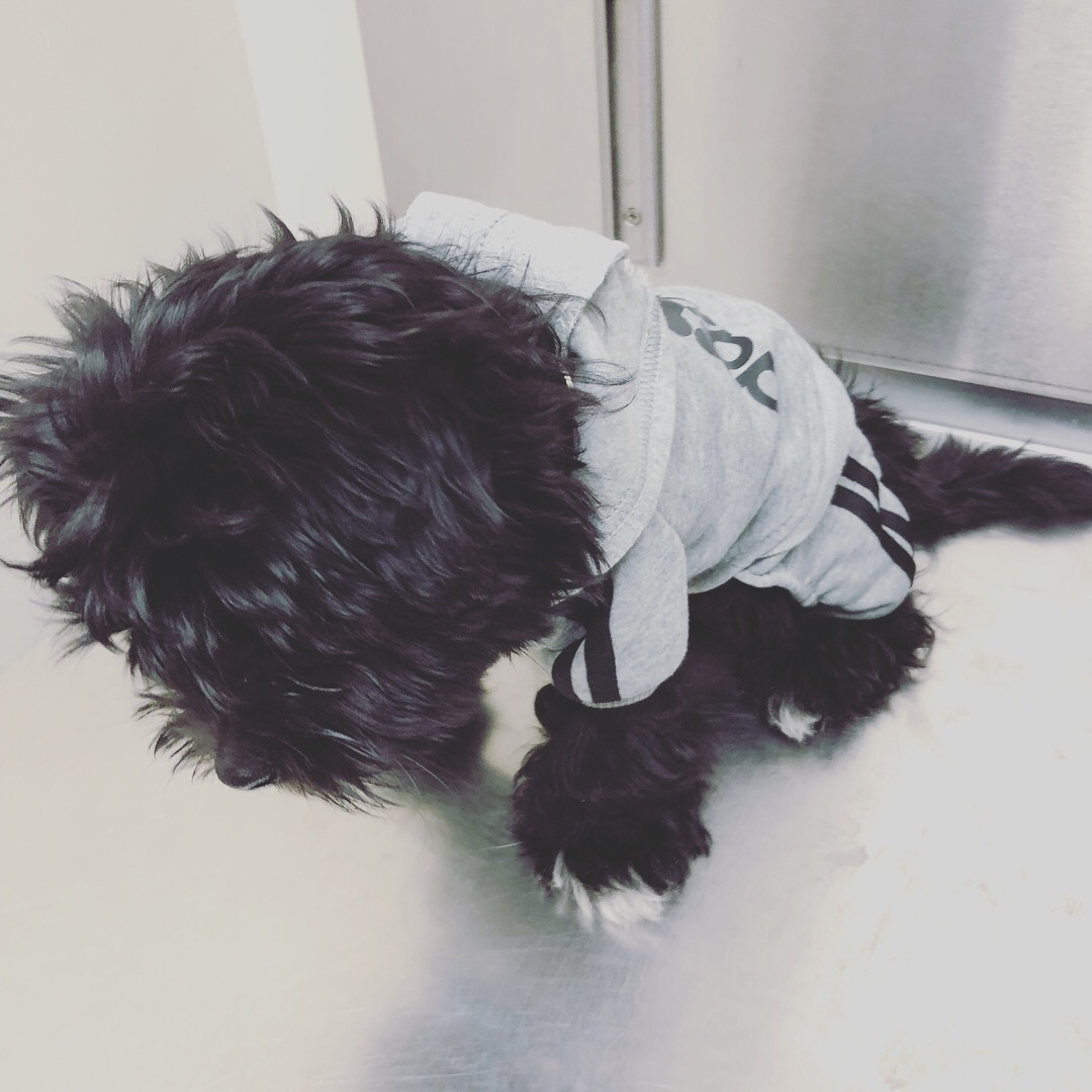 Morkie Puppy for Adoption