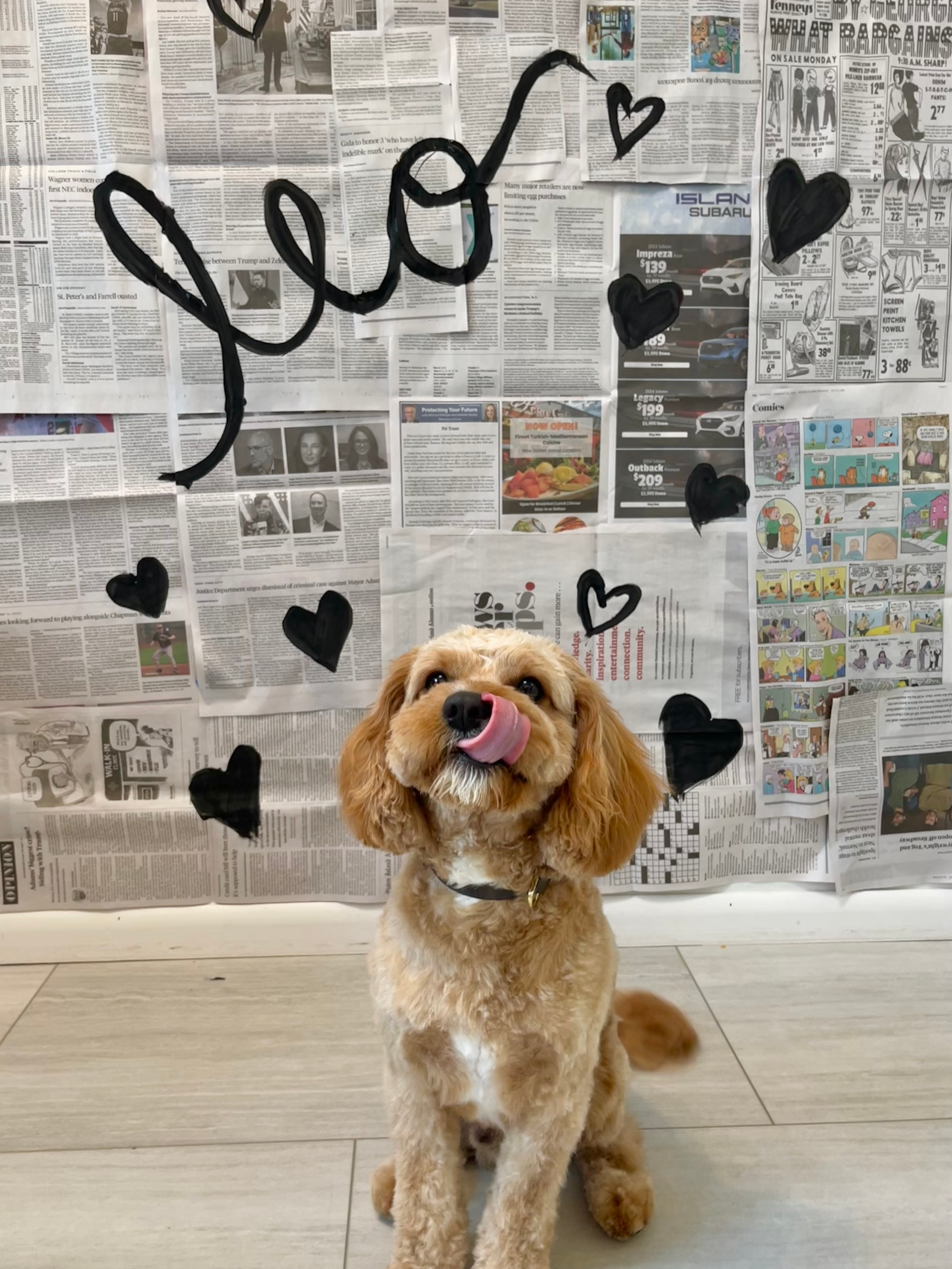 Petite Cavapoo Poodle Mix Pup