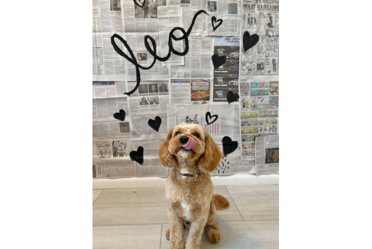 Petite Cavapoo Poodle Mix Pup