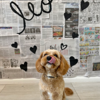 Small Cavapoo Pup