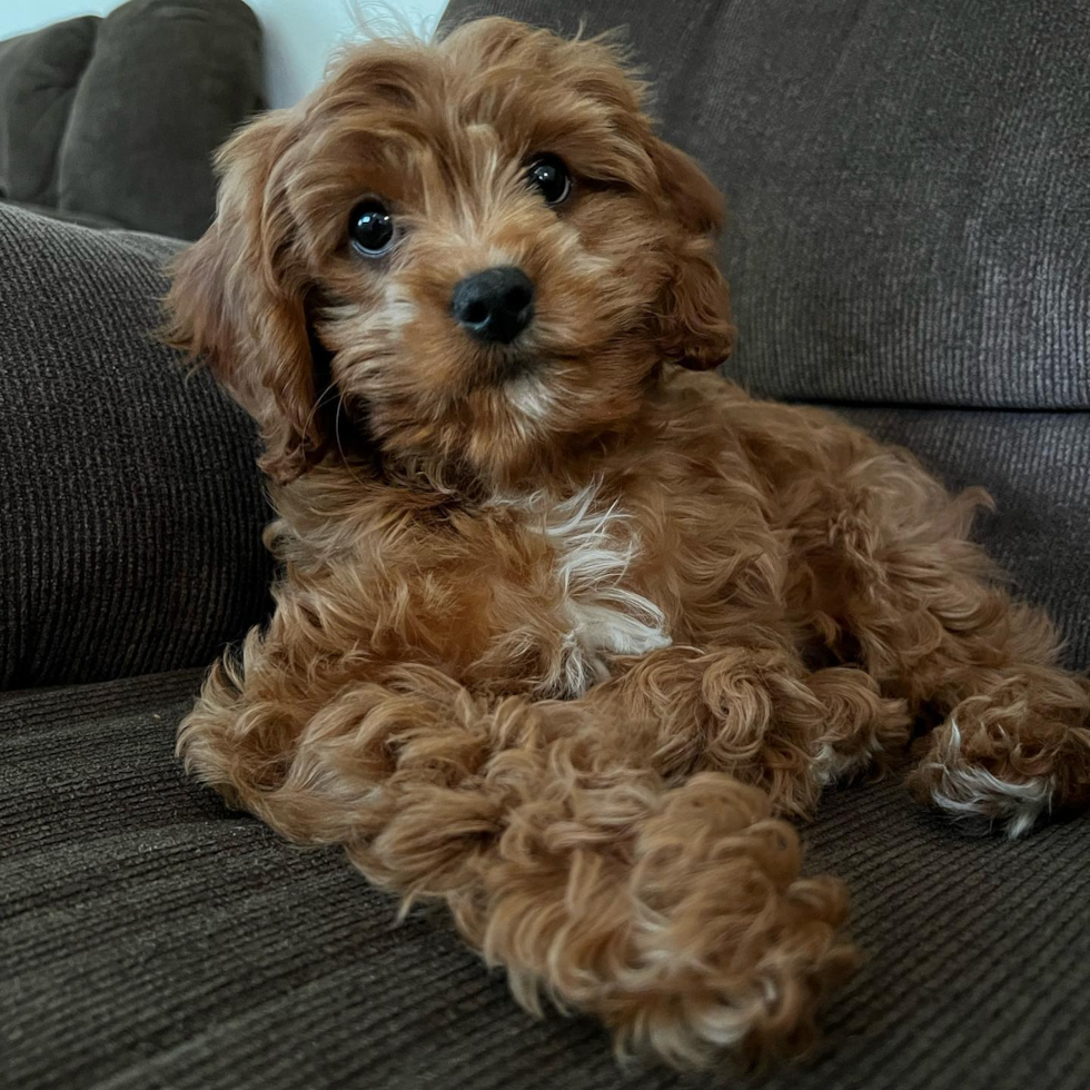 Cavapoo Being Cute