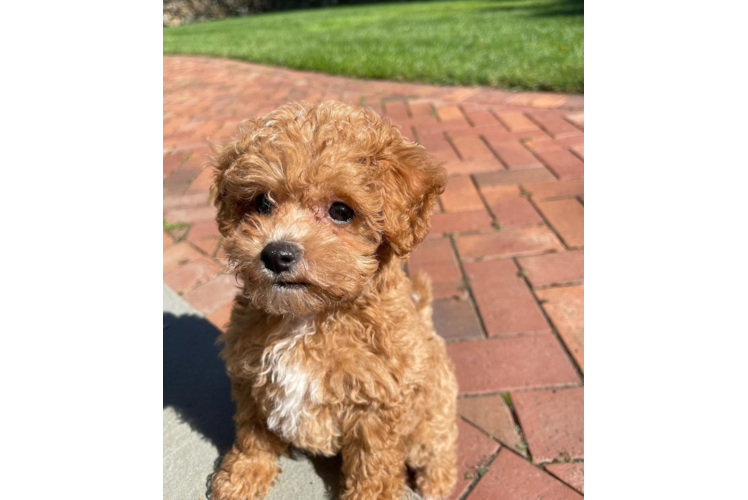 Best Maltipoo Baby