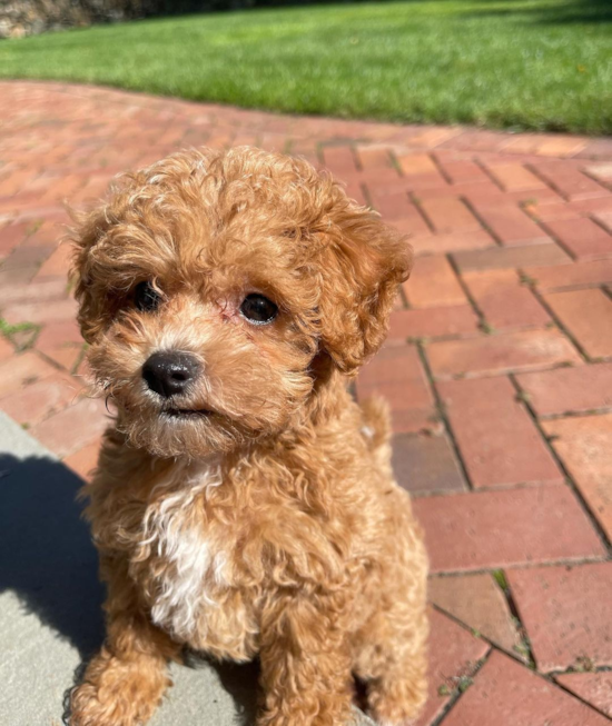 Smart Maltipoo Poodle Mix Pup