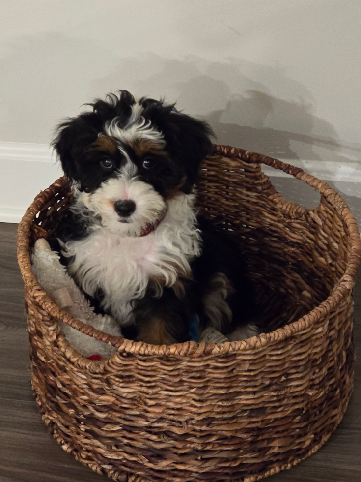 Fluffy Mini Aussiedoodle Poodle Mix Pup