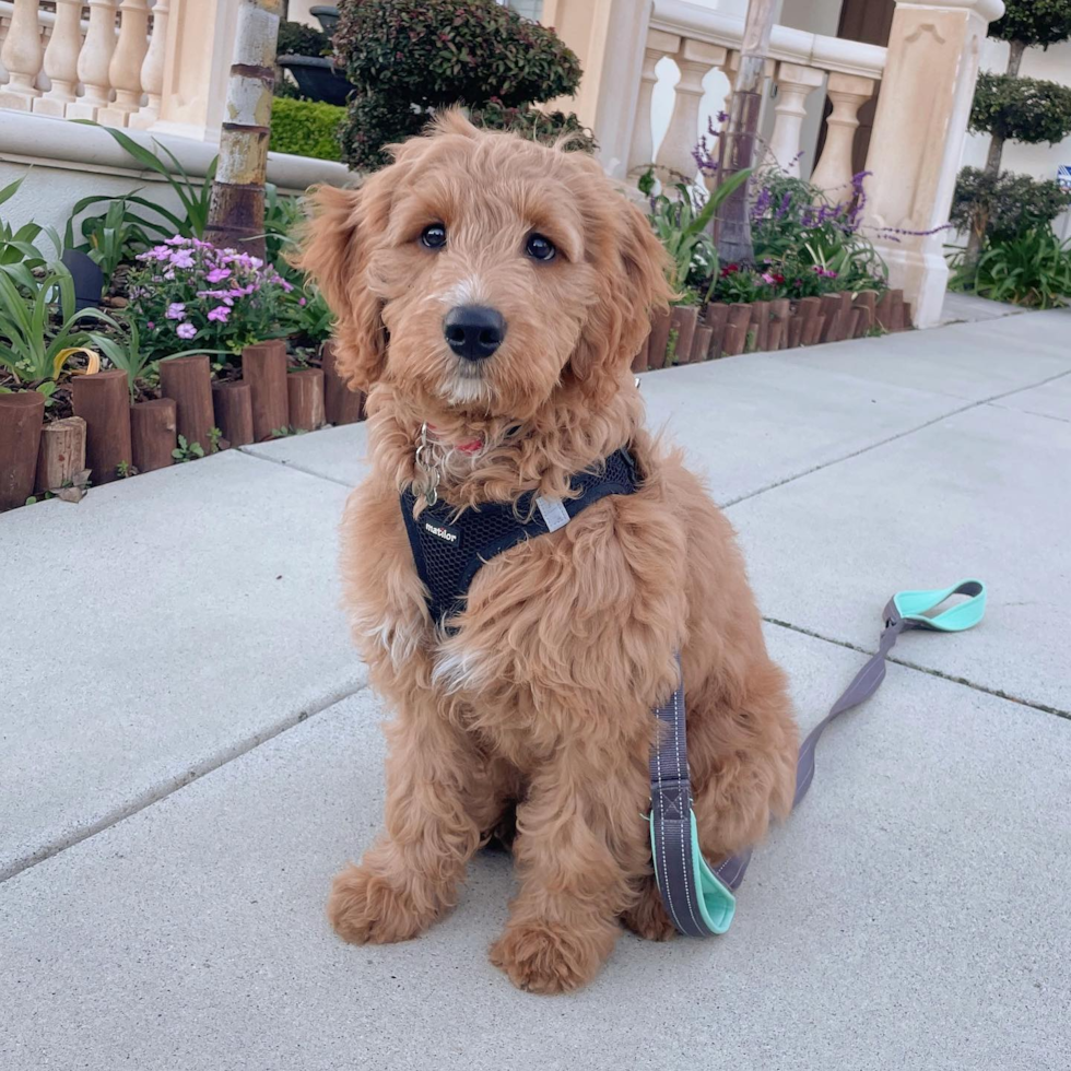 Playful Golden Retriever Poodle Mix Pup