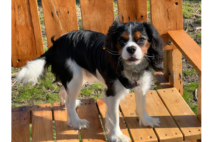 Cavalier King Charles Spaniel Puppy for Adoption