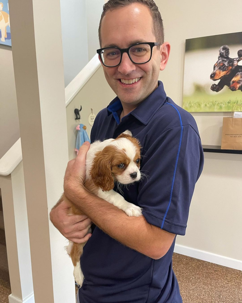 Cavalier King Charles Spaniel Being Cute