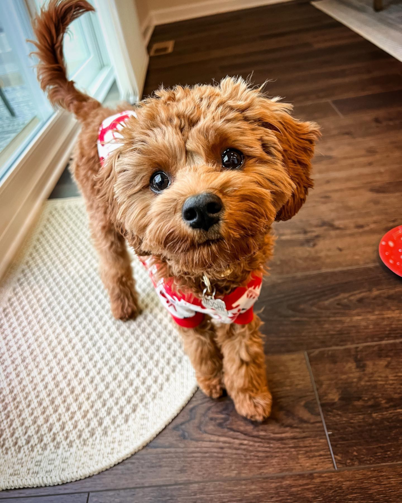 Frederick Cavapoo Pup