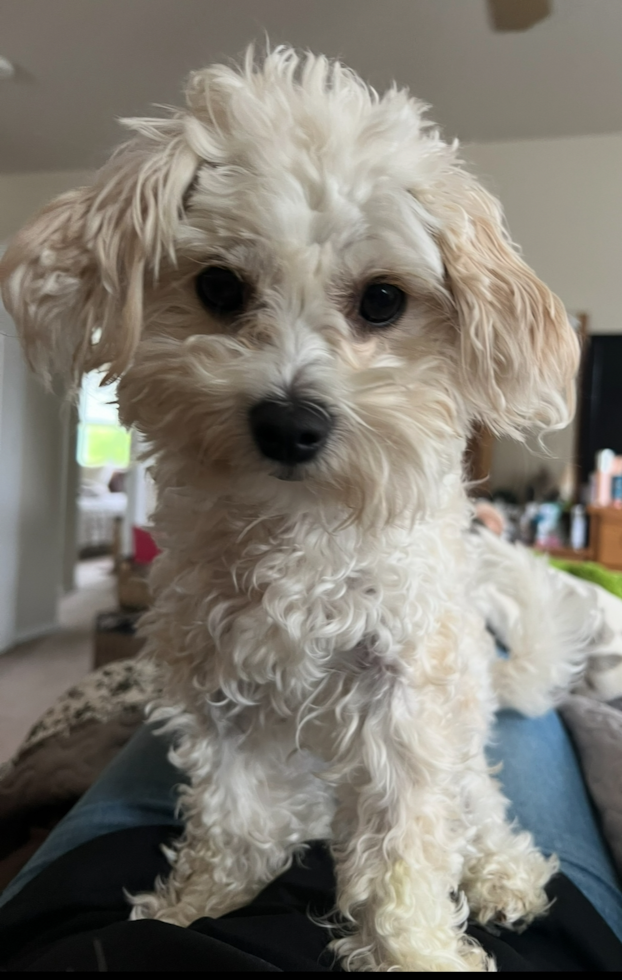 Happy Maltipoo Pup in