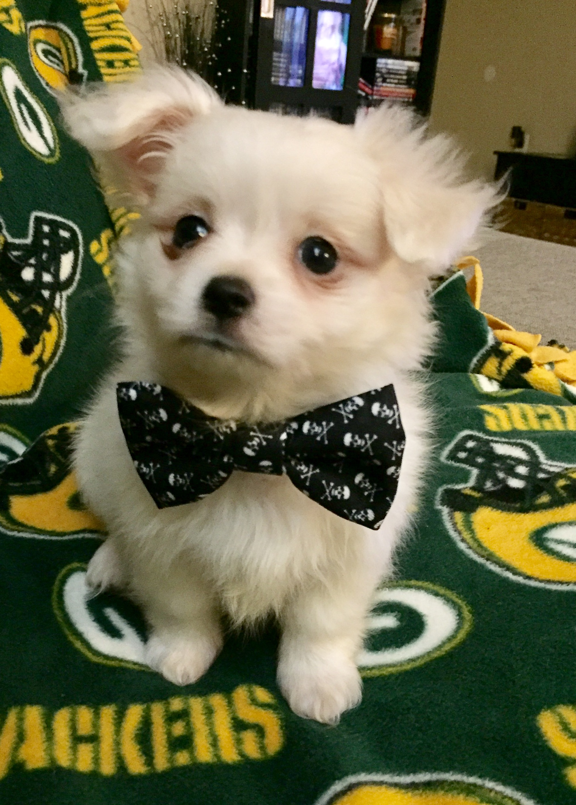 Friendly Maltipom Baby