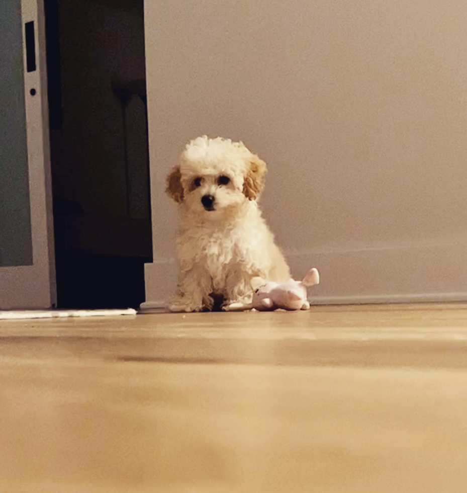 Small Poochon Pup in WASHINGTON DC