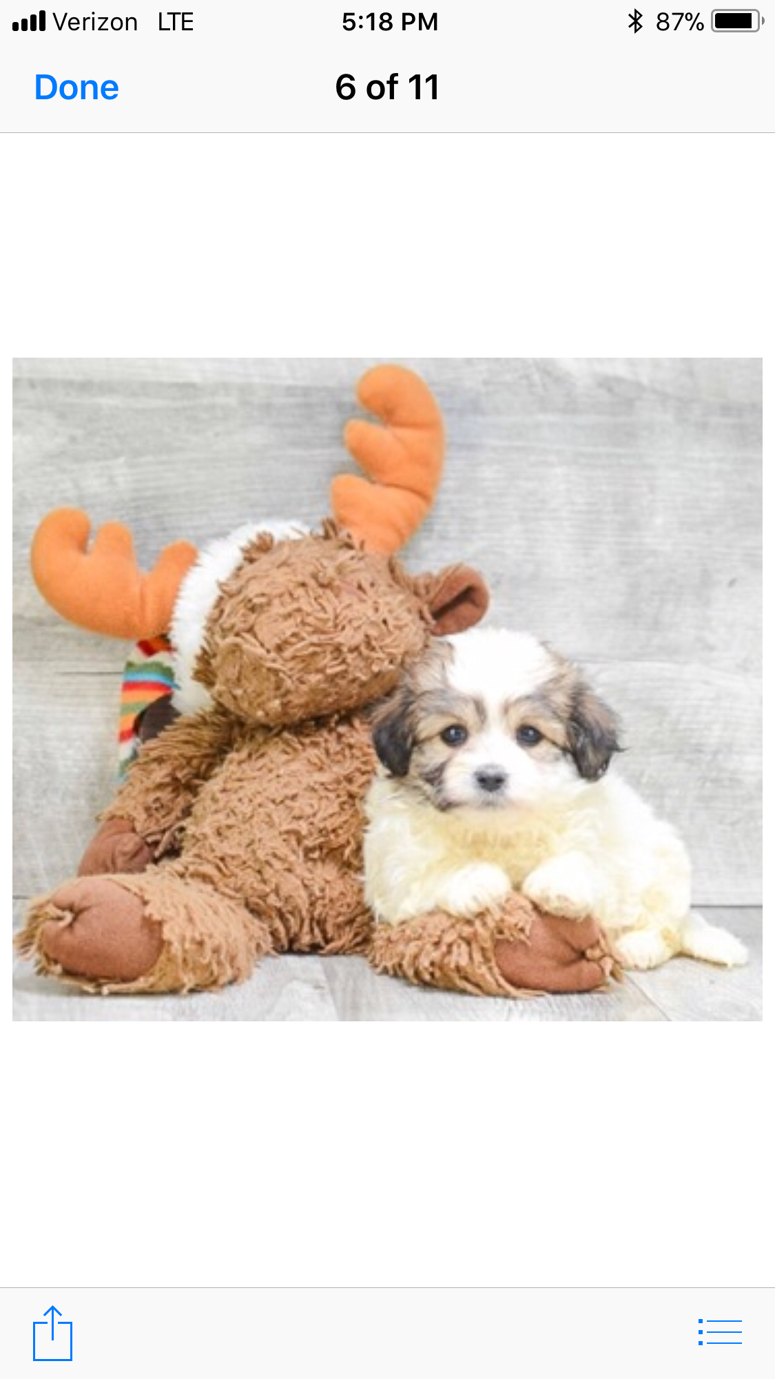 Teddy Bear Pup Being Cute