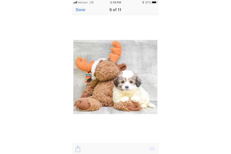 Teddy Bear Pup Being Cute