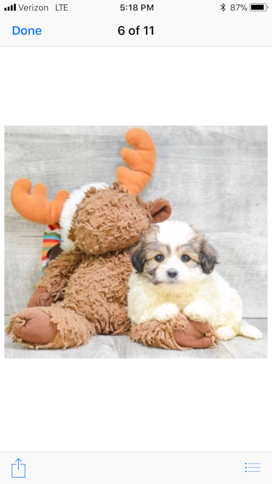 Teddy Bear Being Cute