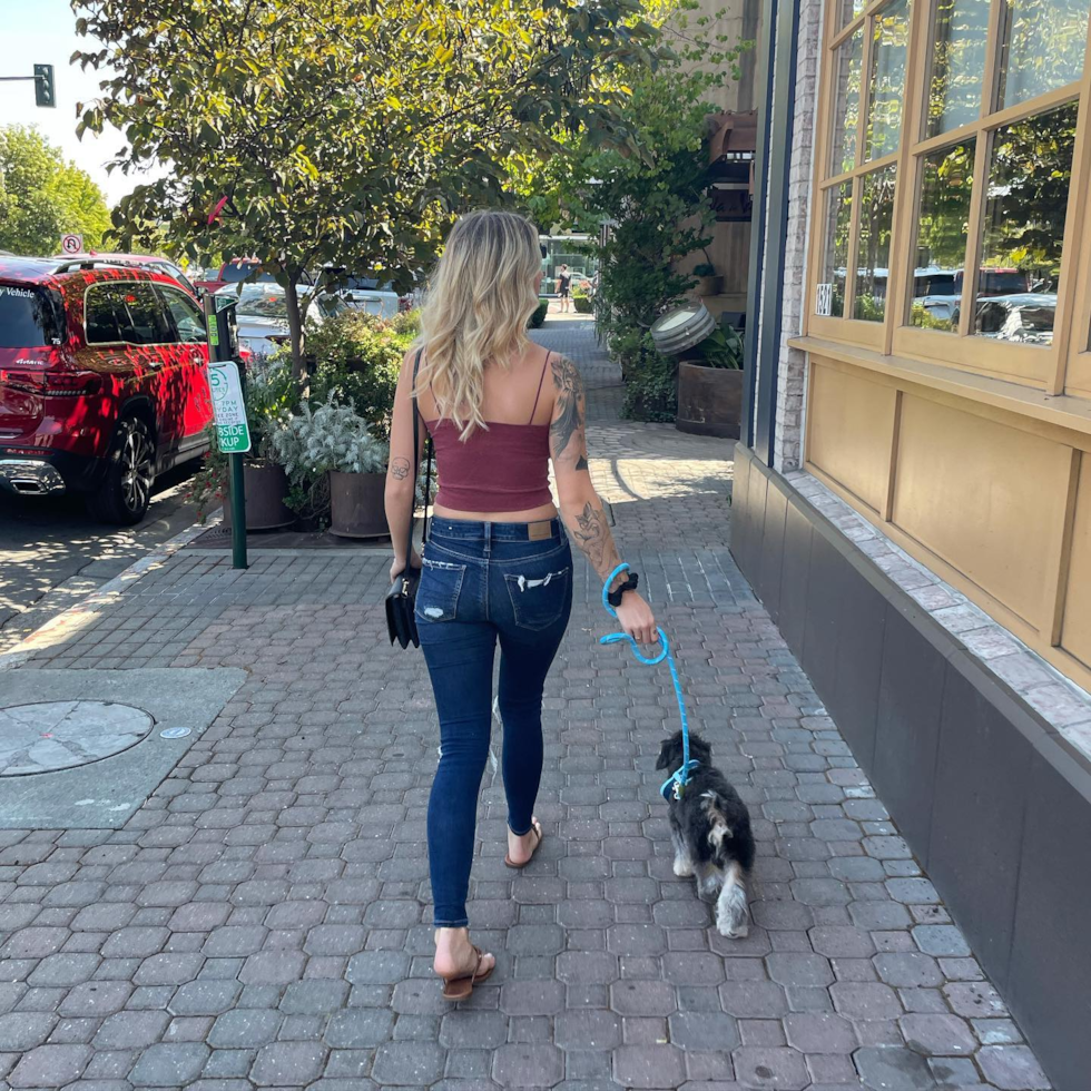 Mini Aussiedoodle Being Cute