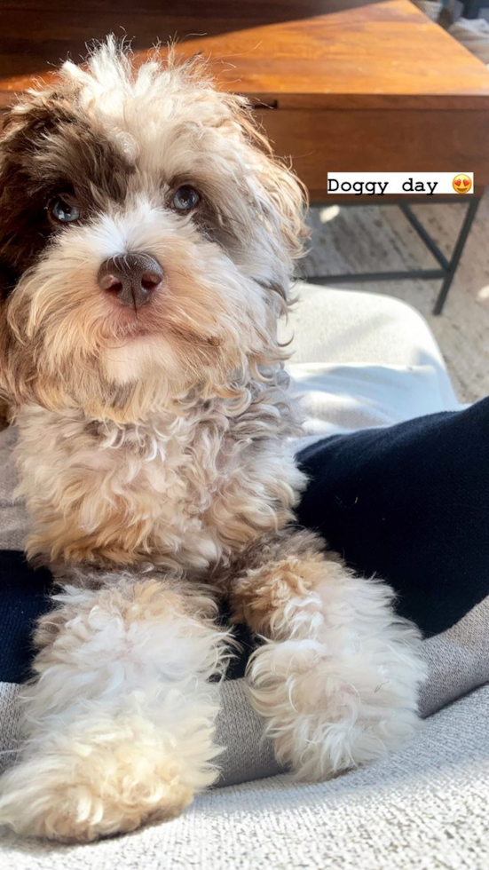 Mini Aussiedoodle Being Cute