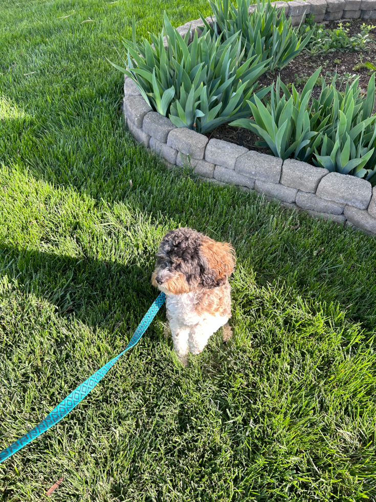 Energetic Cockerpoo Poodle Mix Pup