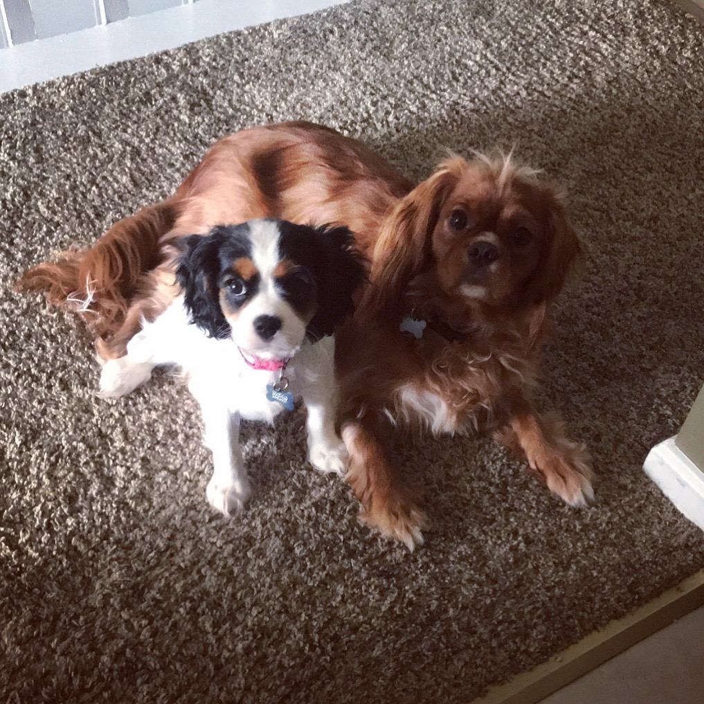 Cavalier King Charles Spaniel Pup Being Cute