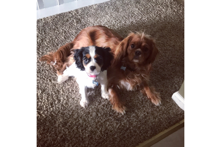 Cavalier King Charles Spaniel Pup Being Cute