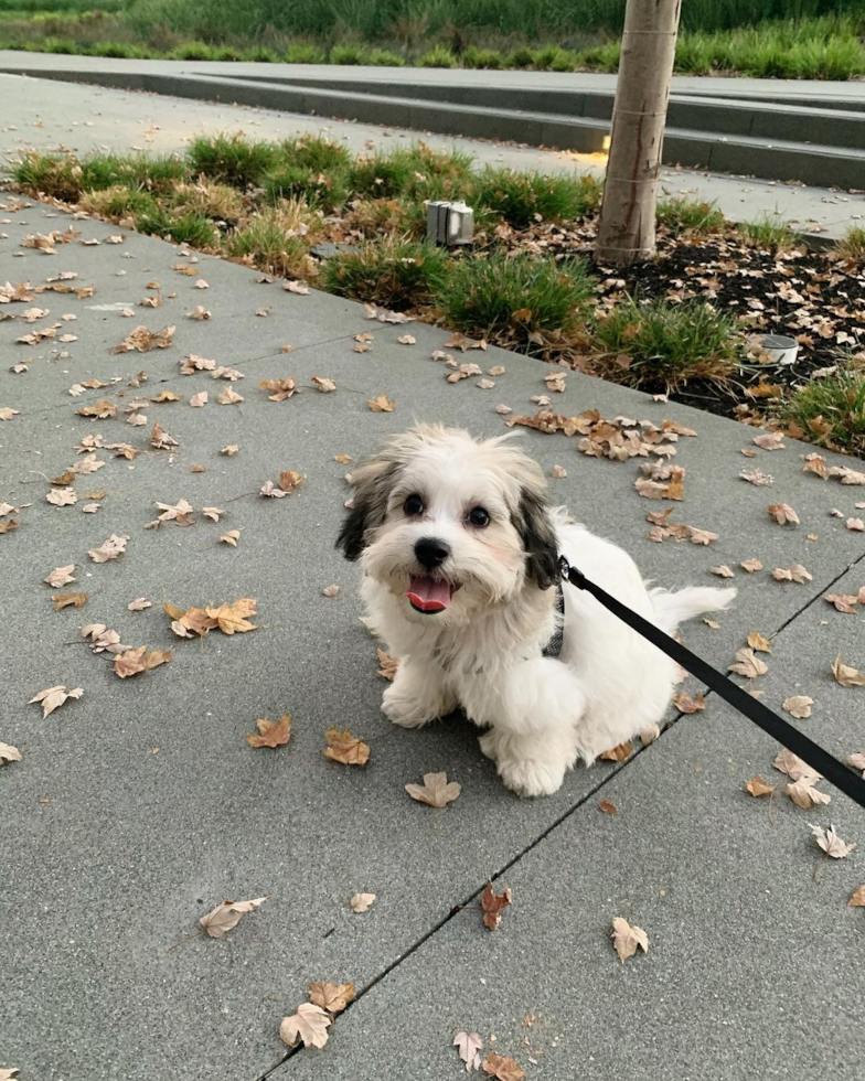 Walnut Creek Teddy Bear Pup