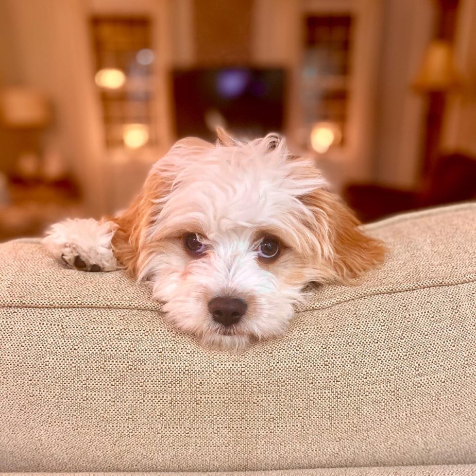 Cavachon Being Cute