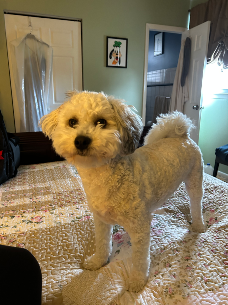 Popular Havanese Pup