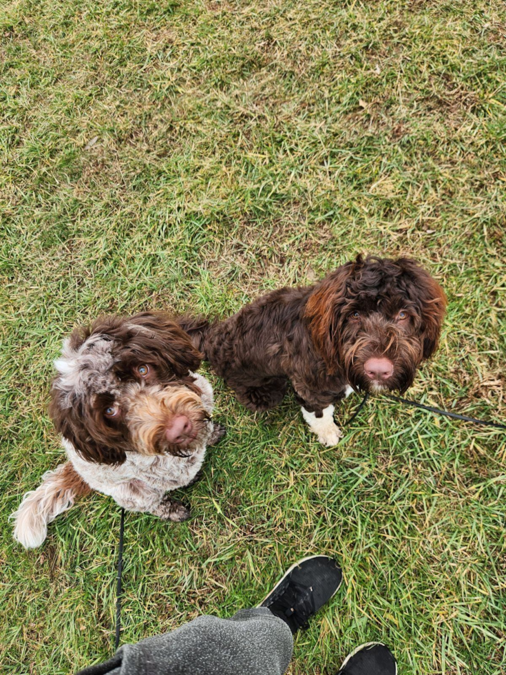 Smart Portuguese Water Dog Purebred Pup