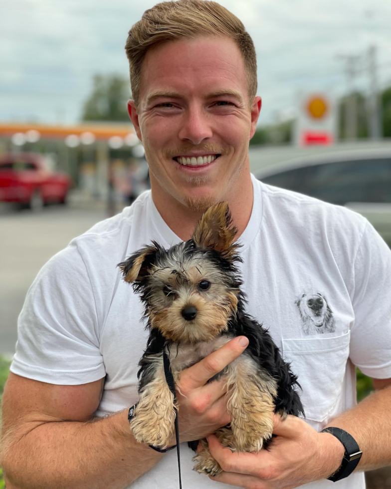 Fluffy Yorkshire Terrier Pup in Coventry RI