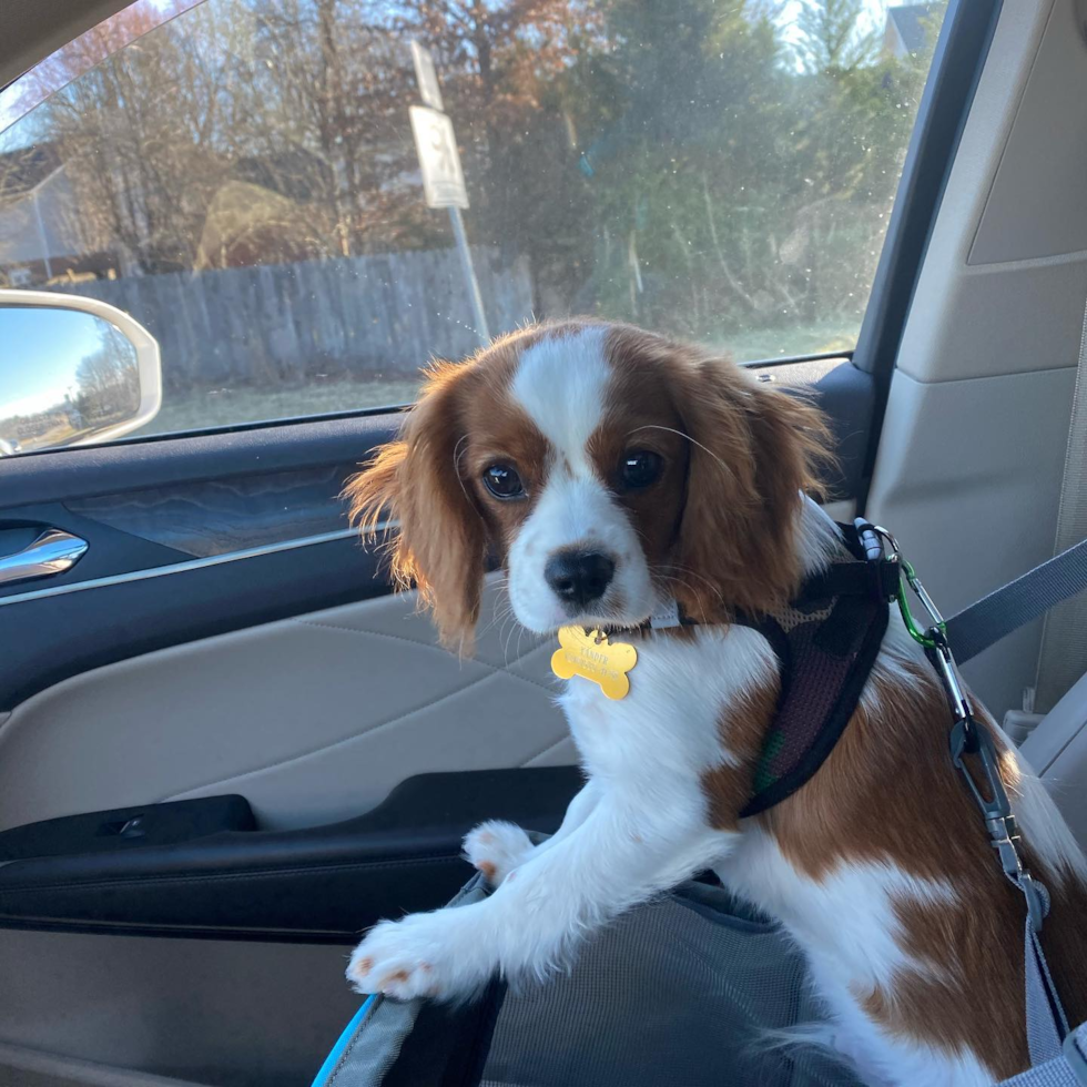 Little Cavalier King Charles Spaniel Pup