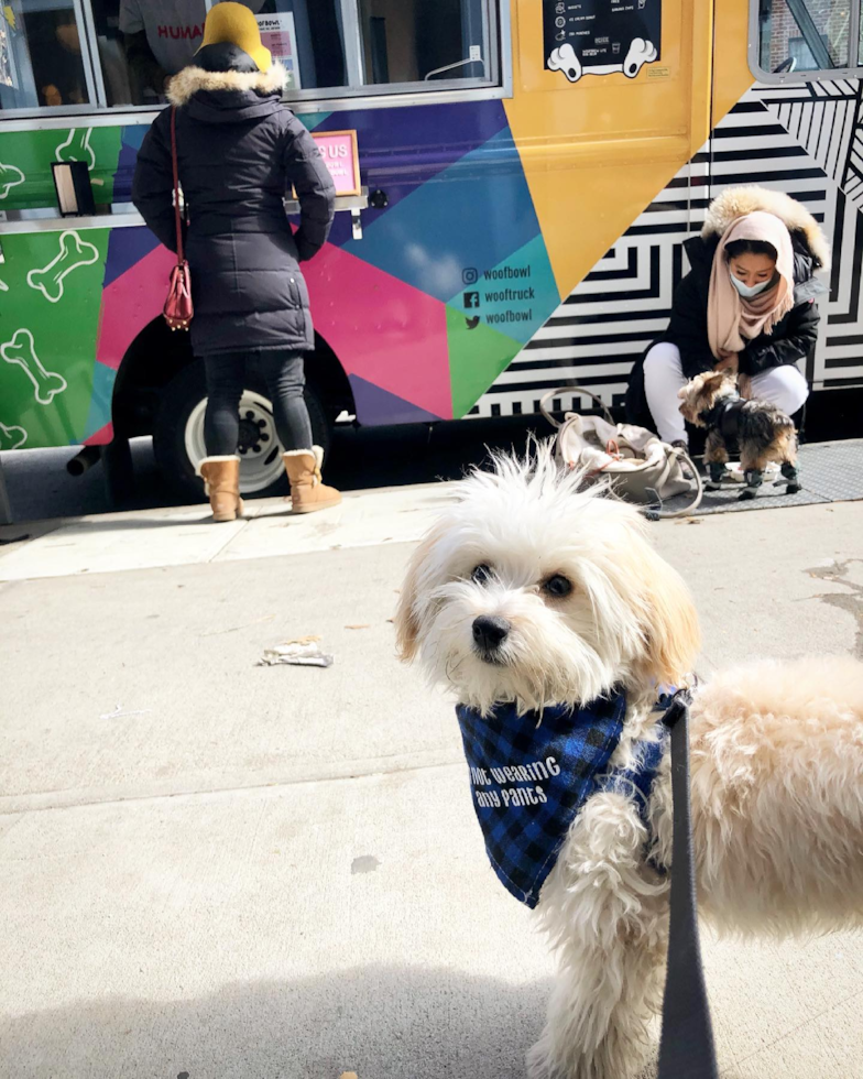 New York Maltipoo Pup