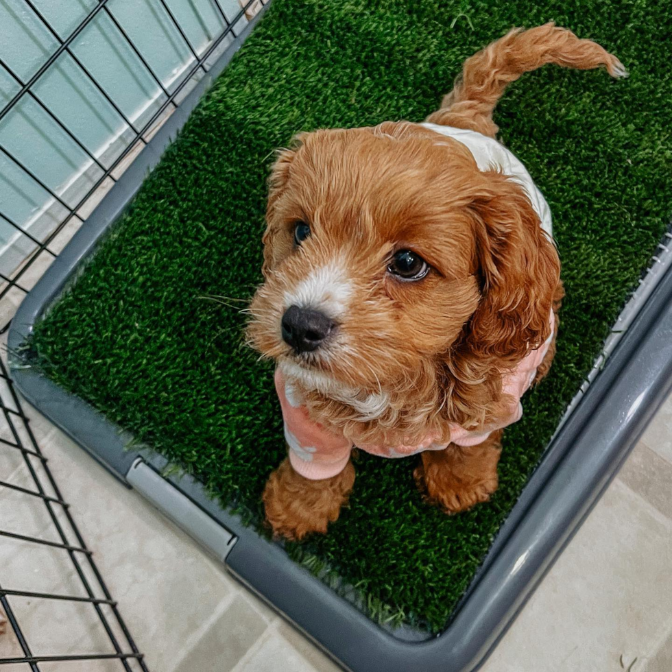 Happy Cavapoo Pup in Swannanoa NC