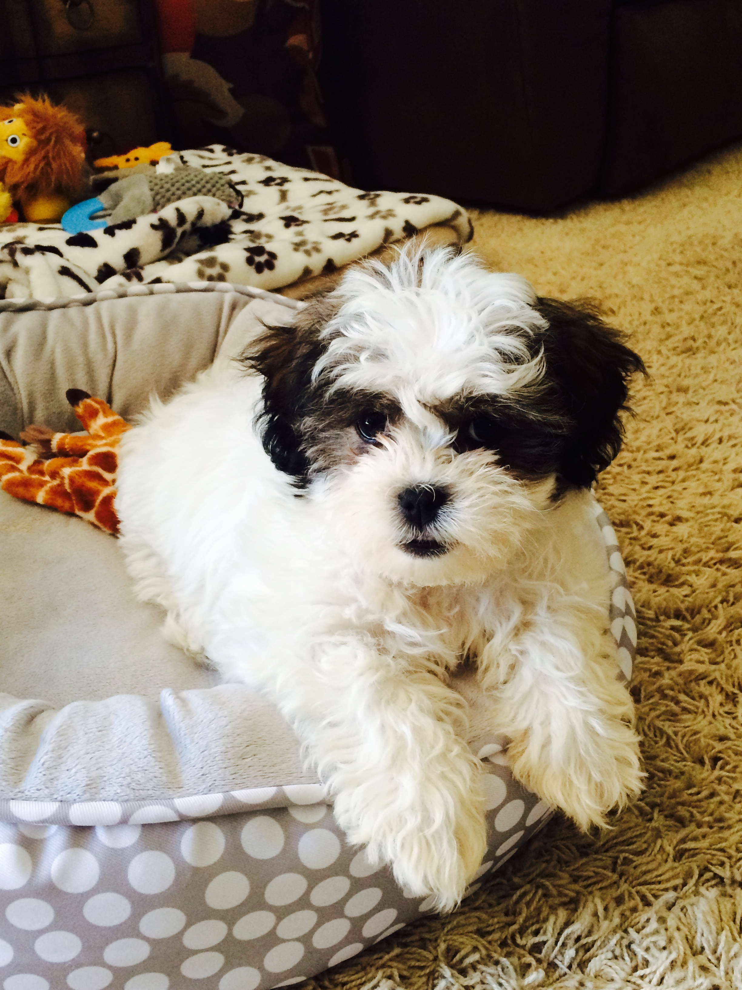 Small Teddy Bear Baby