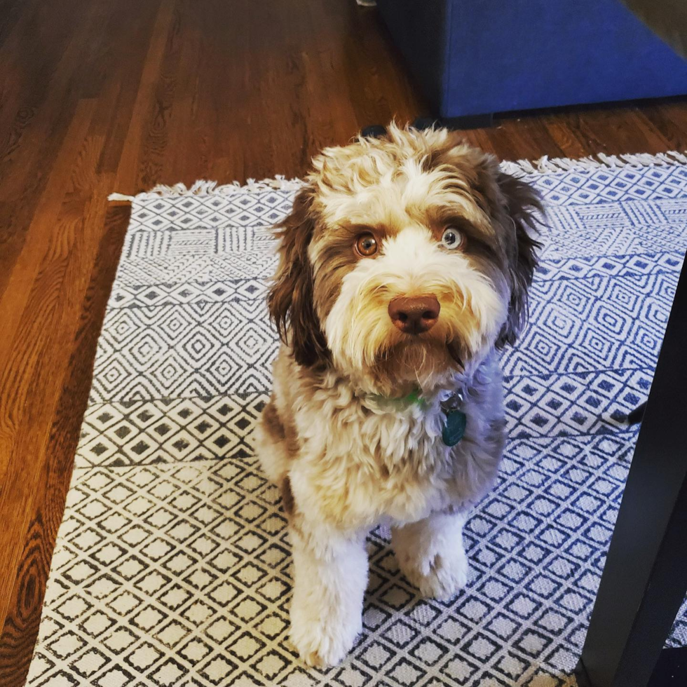 Mini Aussiedoodle Being Cute